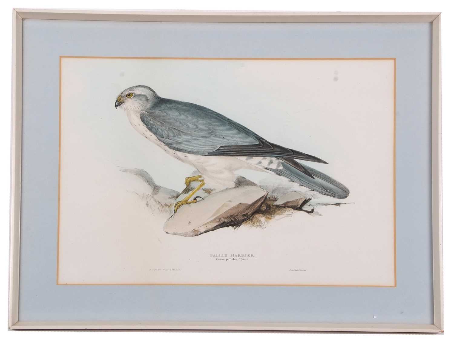 John and Elizabeth Gould (British, 19th century), 'Pallid Harrier. Circus Pallidus: (Sykes)', hand - Image 2 of 2