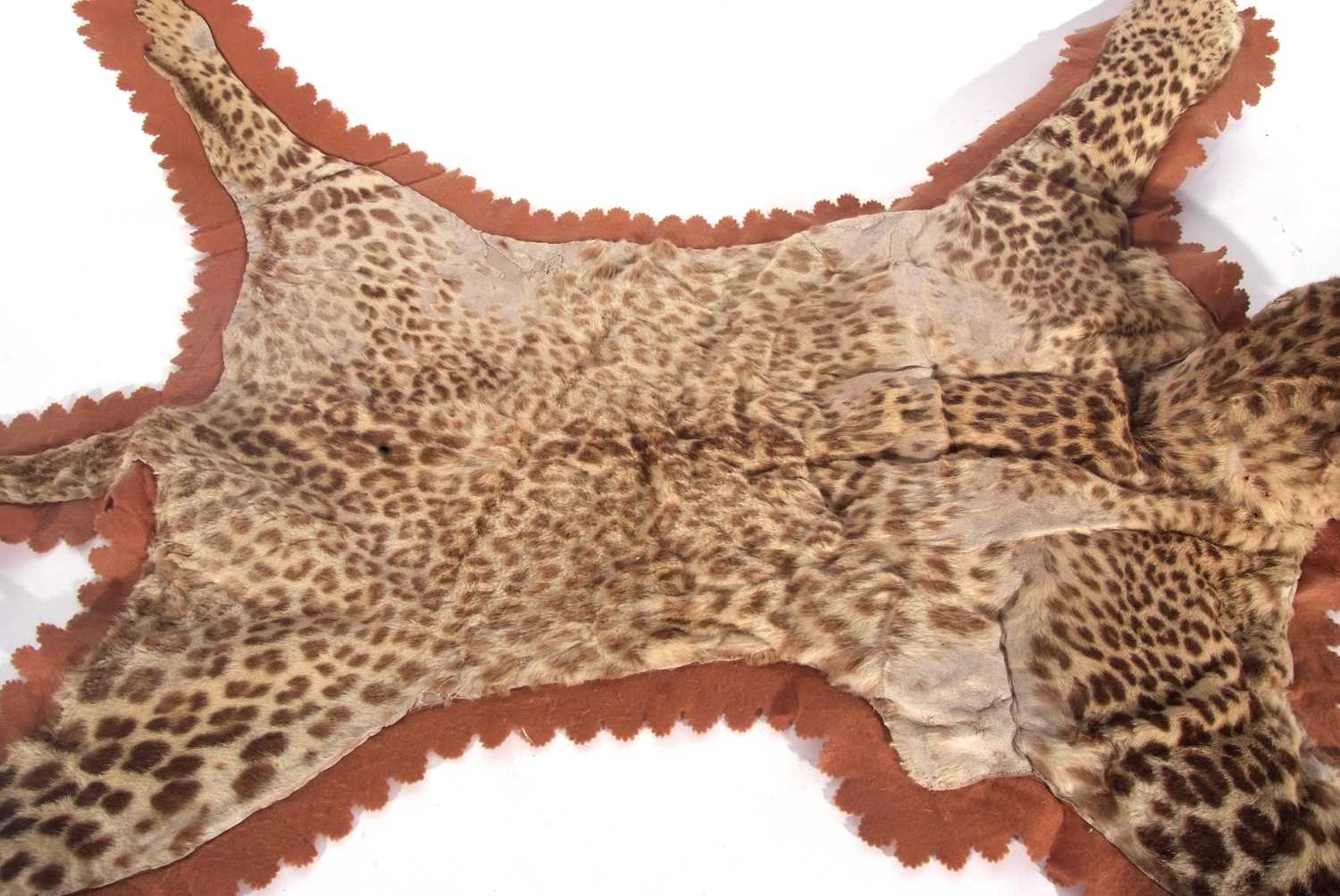 A Juvenile Leopard (Panthera pardus) skin rug on a brown felt mount by the Theobald Bros of - Image 6 of 7