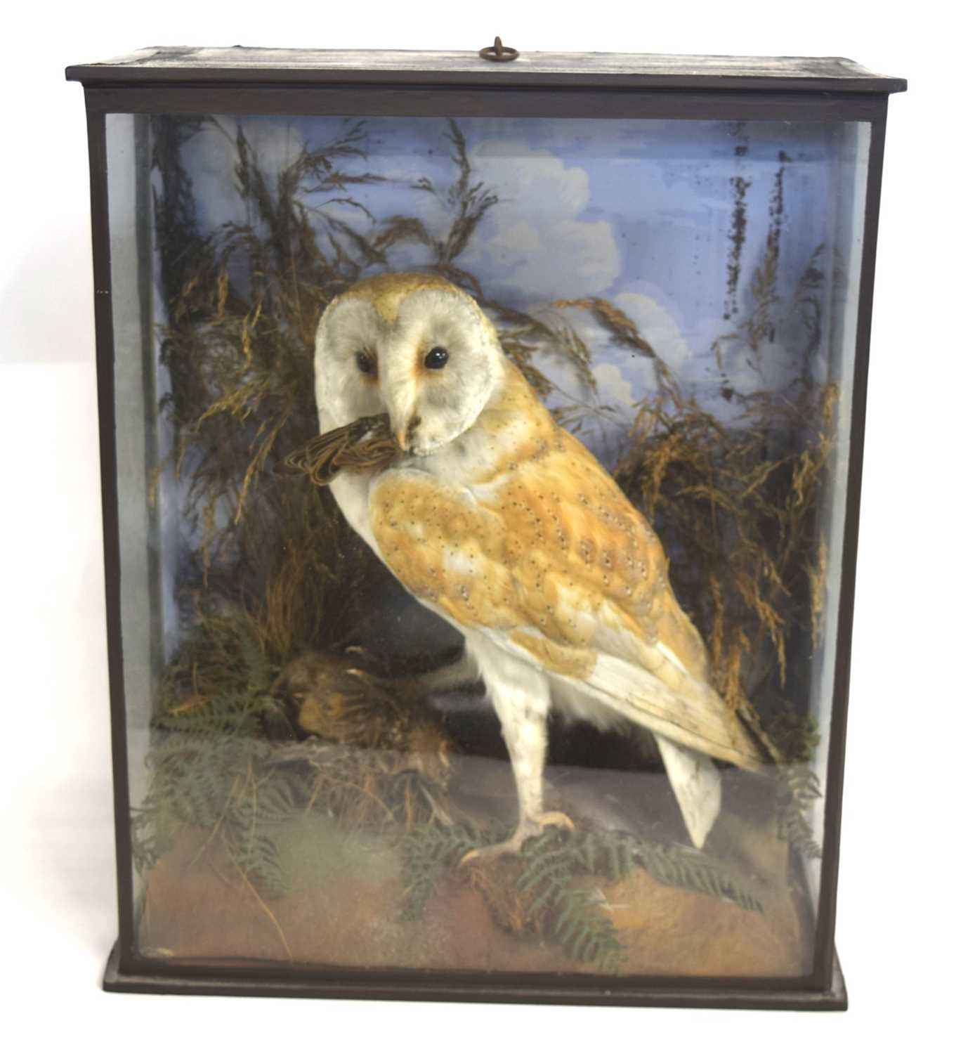 Victorian taxidermy cased Barn Owl (Tyto alba) with dead prey in mouth and under talon, set in