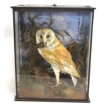 Victorian taxidermy cased Barn Owl (Tyto alba) with dead prey in mouth and under talon, set in