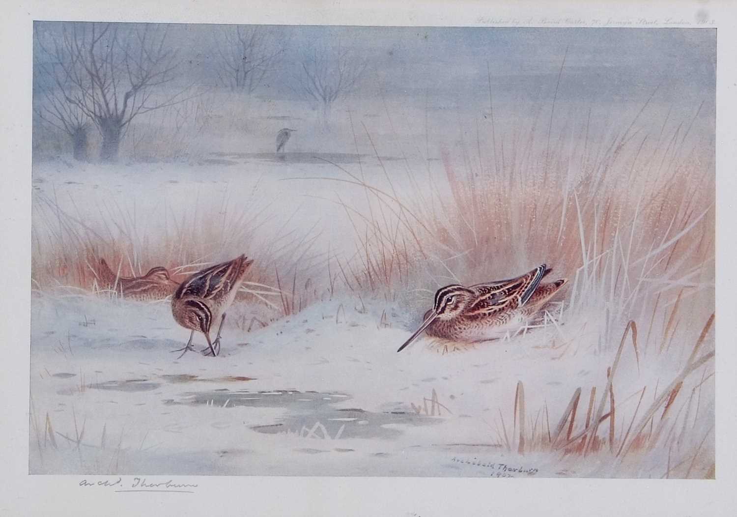Archibald T. Thorburn (1860-1935), A set of twelve; Gamebirds, Wildfowl and Shorebirds, coloured - Image 8 of 25
