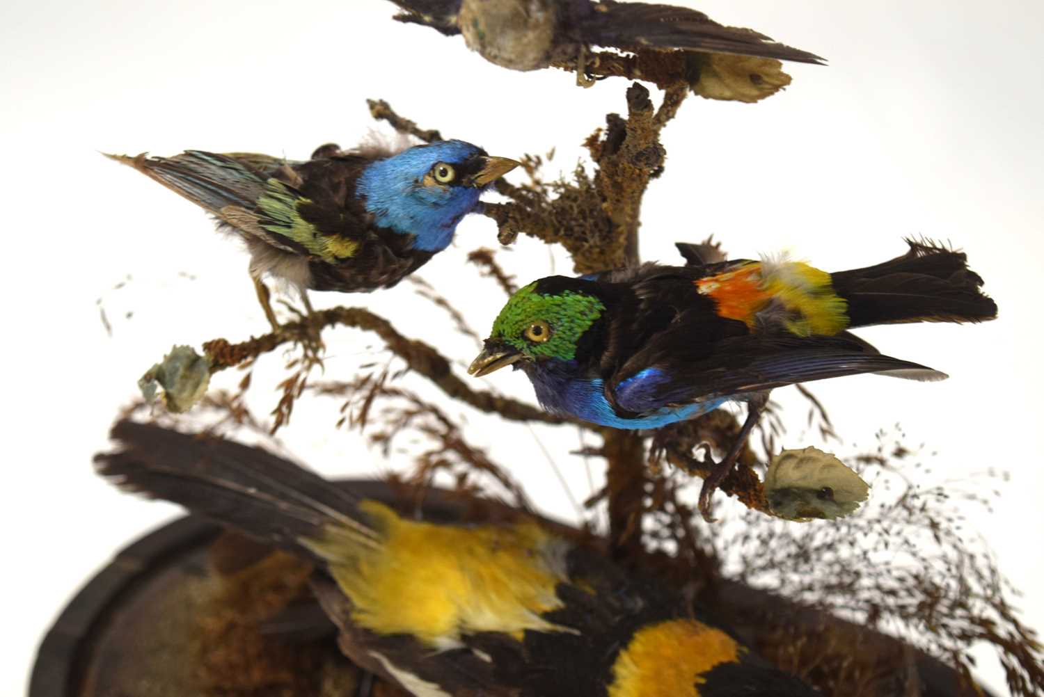 Victorian Taxidermy diorama of birds of paradise and exotic birds under glass dome to include - Image 5 of 6