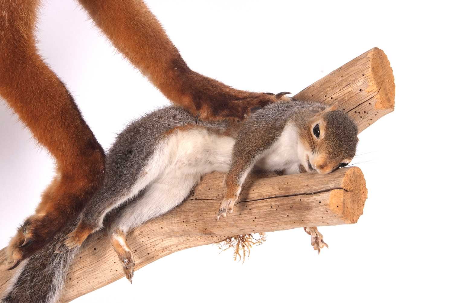 Modern large Taxidermy free standing Dog Fox (Vulpes vulpes) standing on log with dead grey squirrel - Image 2 of 2