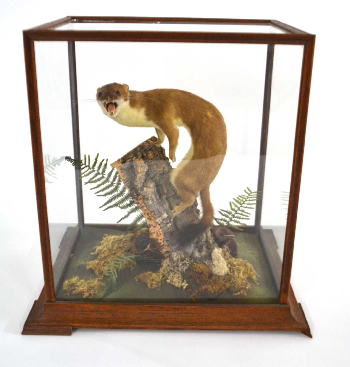 Taxidermy cased stoat (Mustela Erminea) by Taxidermist Adrian Edwards, label/sticker to case, in - Image 2 of 2