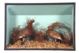 Victorian taxidermy cased brace of Grouse by Taxidermist Joseph Walton, set in naturalistic moorland
