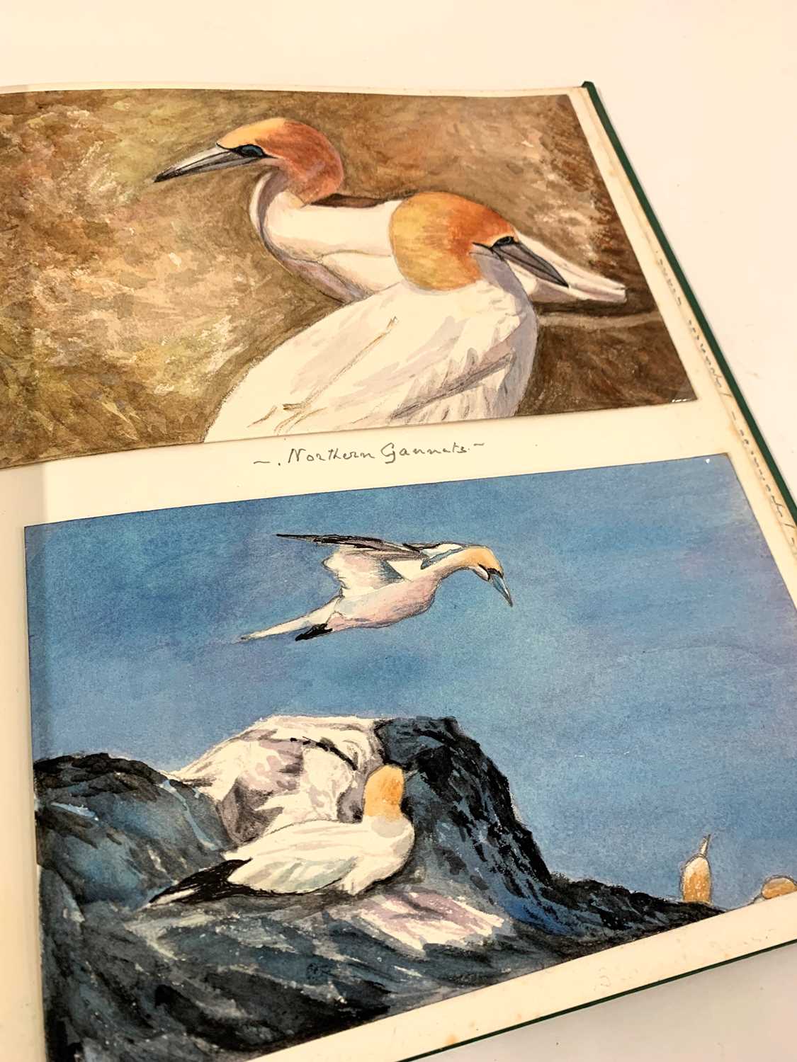 British School mid 20th century - Two incomplete albums of largely Southern Hemisphere birds in - Image 2 of 10