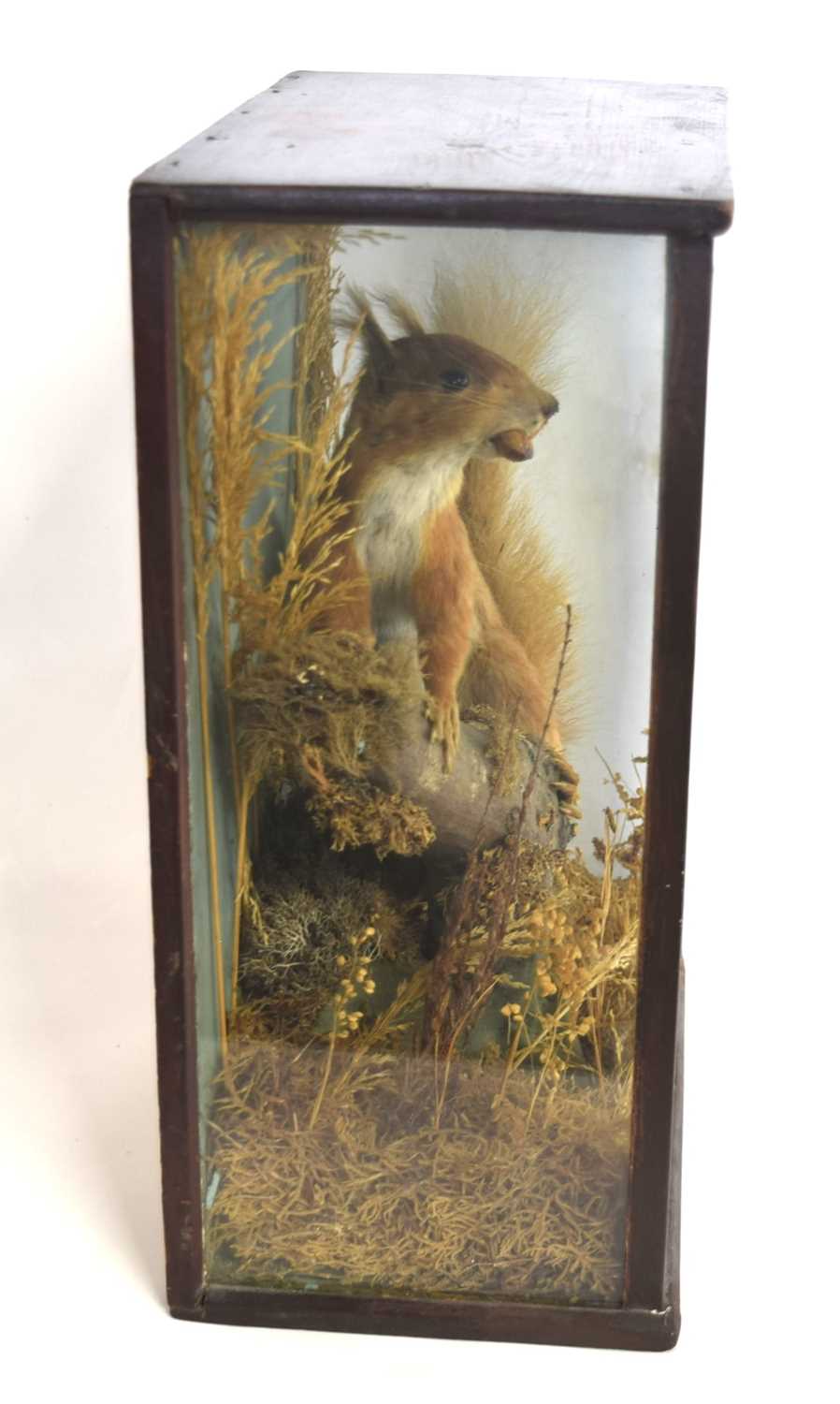 Victorian taxidermy cased red squirrel (Sciurus vulgaris) with nut in mouth in three glass Pannel - Image 4 of 4