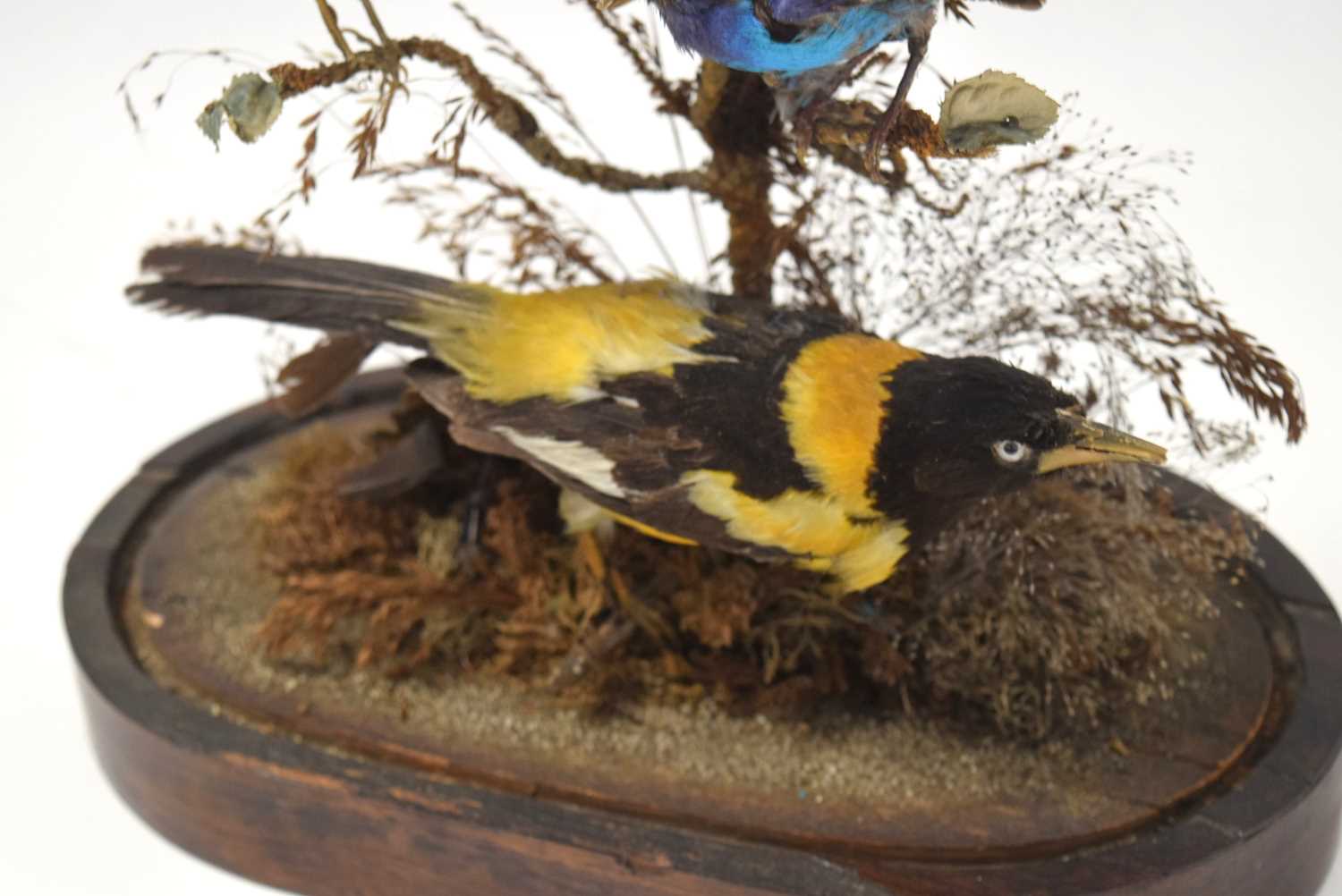 Victorian Taxidermy diorama of birds of paradise and exotic birds under glass dome to include - Image 6 of 6