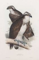 Edward Lear (1812-1888), 'Osprey. Pandion haliaeetus; (Savig)', hand coloured lithograph, printed by