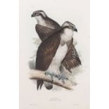 Edward Lear (1812-1888), 'Osprey. Pandion haliaeetus; (Savig)', hand coloured lithograph, printed by