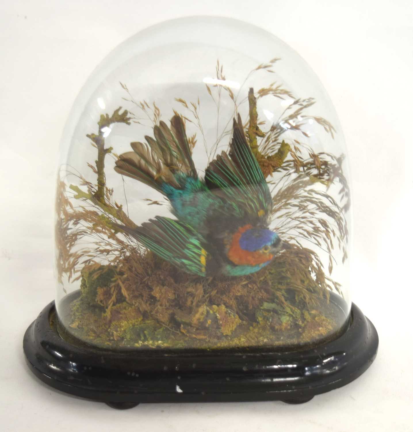 Victorian taxidermy Red necked Tanager (Tangara cyanocephala) bird of paradise by taxidermist