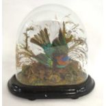 Victorian taxidermy Red necked Tanager (Tangara cyanocephala) bird of paradise by taxidermist