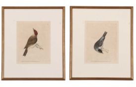William Lewin (British,18th century), 'Black Cap Warbler' and 'Female Black Cap Warbler' hand