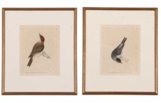 William Lewin (British,18th century), 'Black Cap Warbler' and 'Female Black Cap Warbler' hand