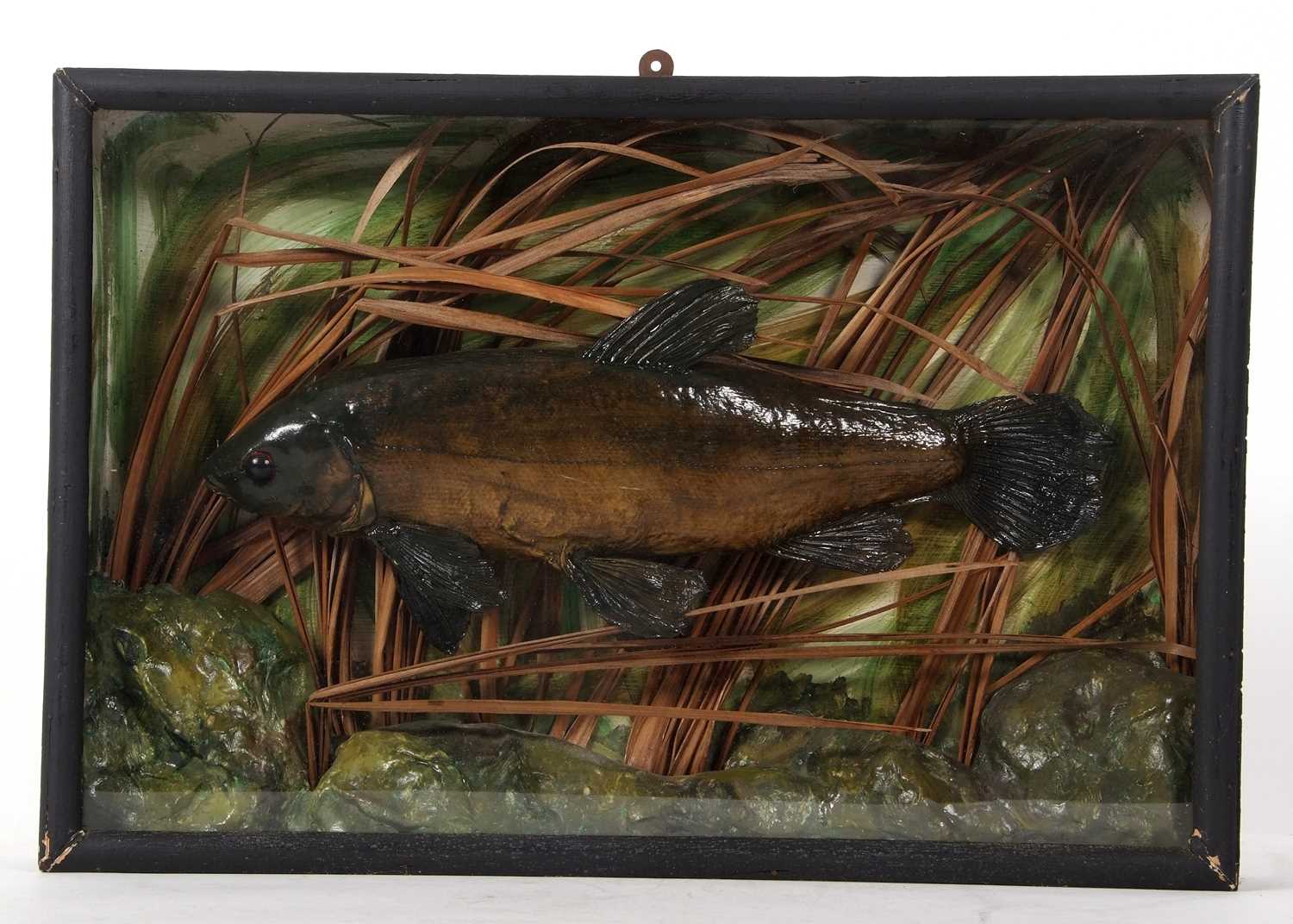 Cased taxidermy Tench in naturalistic setting with green painted background and reeds. Case - Image 2 of 2
