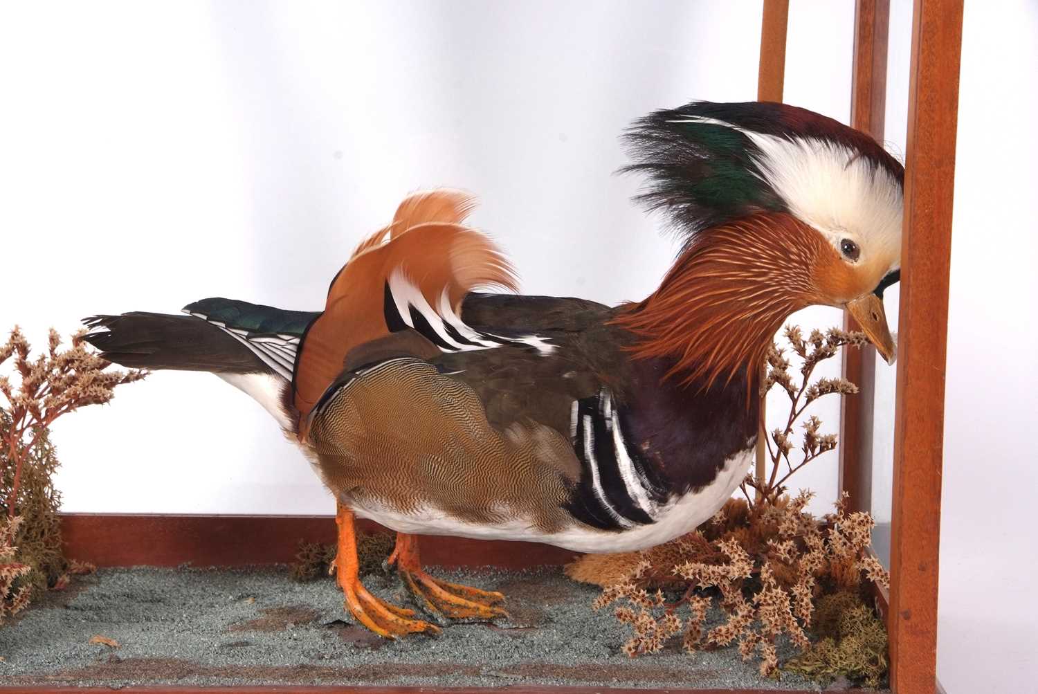 Late 20th century taxidermy Male Mandarin Duck (Aix galericulata) in naturalistic setting with - Image 2 of 2