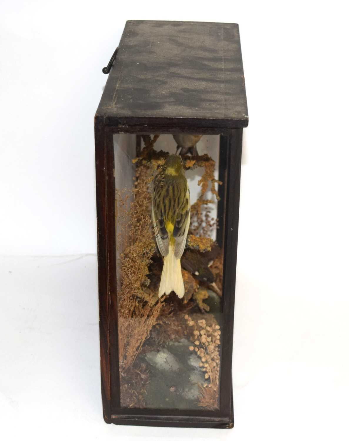 Late 19th /Early 20th century taxidermy naturalistic setting case of a gold finch, Canary, and a - Image 5 of 5