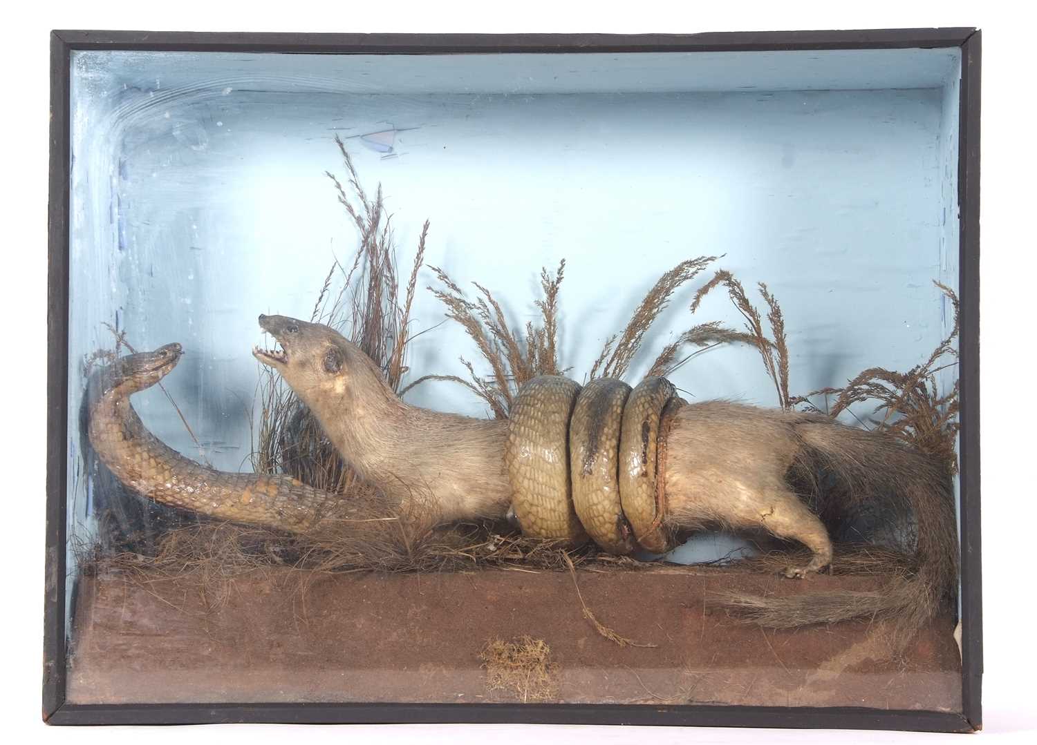 Late victorian / Early Edwardian Taxidermy cased Mongoose fighting a Cobra set in naturalistic