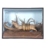 Late victorian / Early Edwardian Taxidermy cased Mongoose fighting a Cobra set in naturalistic