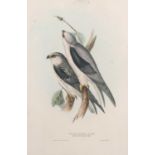 John and Elizabeth Gould (British,19th century), 'Black-Winged Kite. Elanus melanopterus (Steph)'