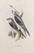 John and Elizabeth Gould (British,19th century), 'Black-Winged Kite. Elanus melanopterus (Steph)'