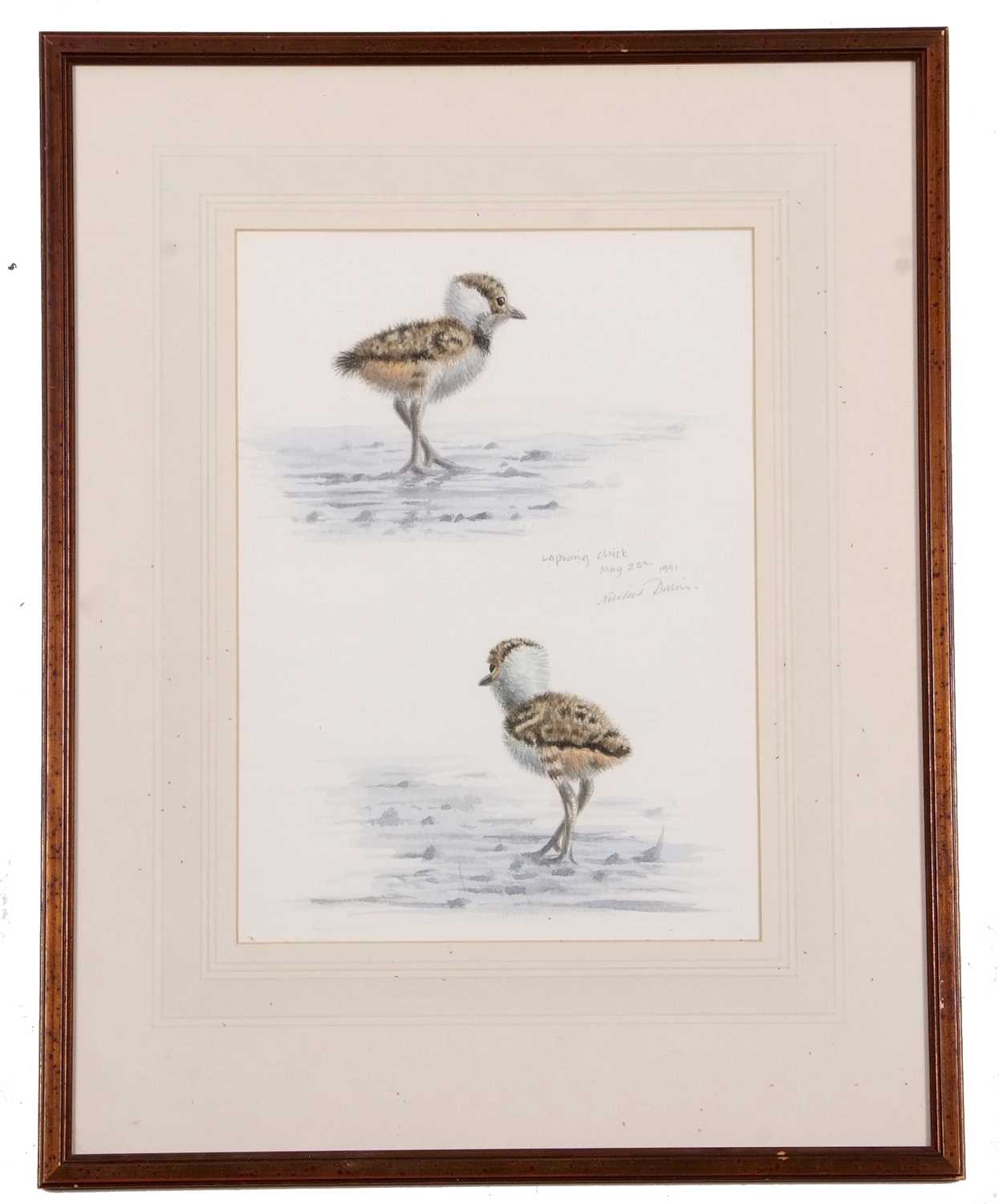 British School, 20th century, 'Lapwing Chick', watercolour, indistinctly signed, dated May 25th - Image 2 of 2