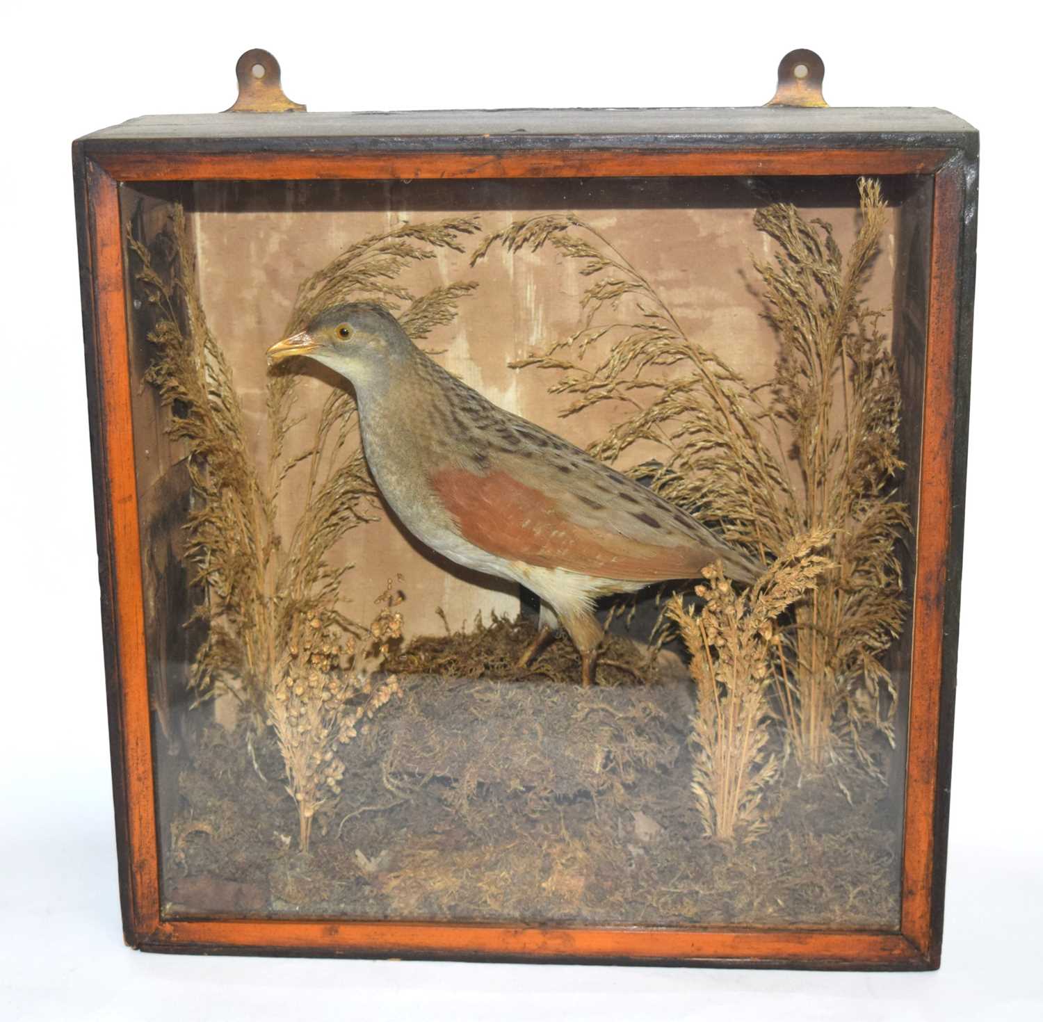 Victorian taxidermy cased Corncrake (crex crex) in pine wooden case. Set in naturalistic setting