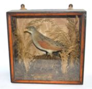 Victorian taxidermy cased Corncrake (crex crex) in pine wooden case. Set in naturalistic setting