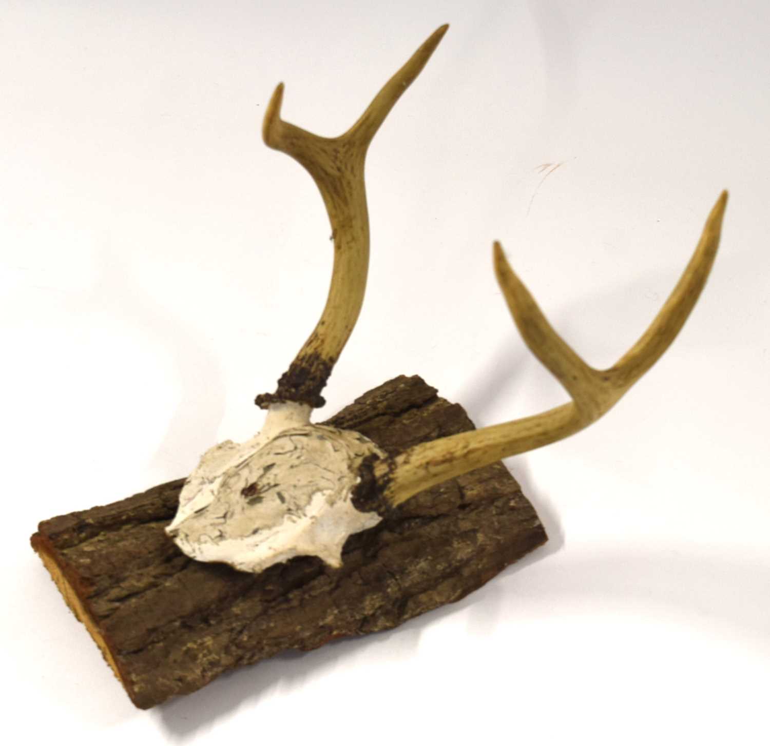 American white tail deer (Odocoileus virginianus) top of skull and antlers mounted on log