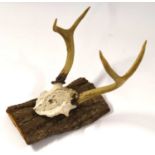 American white tail deer (Odocoileus virginianus) top of skull and antlers mounted on log
