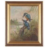 John G.Mace (British, 20th/21st century), Kingfishers, oil on board, monogrammed,19x24cm, framed.