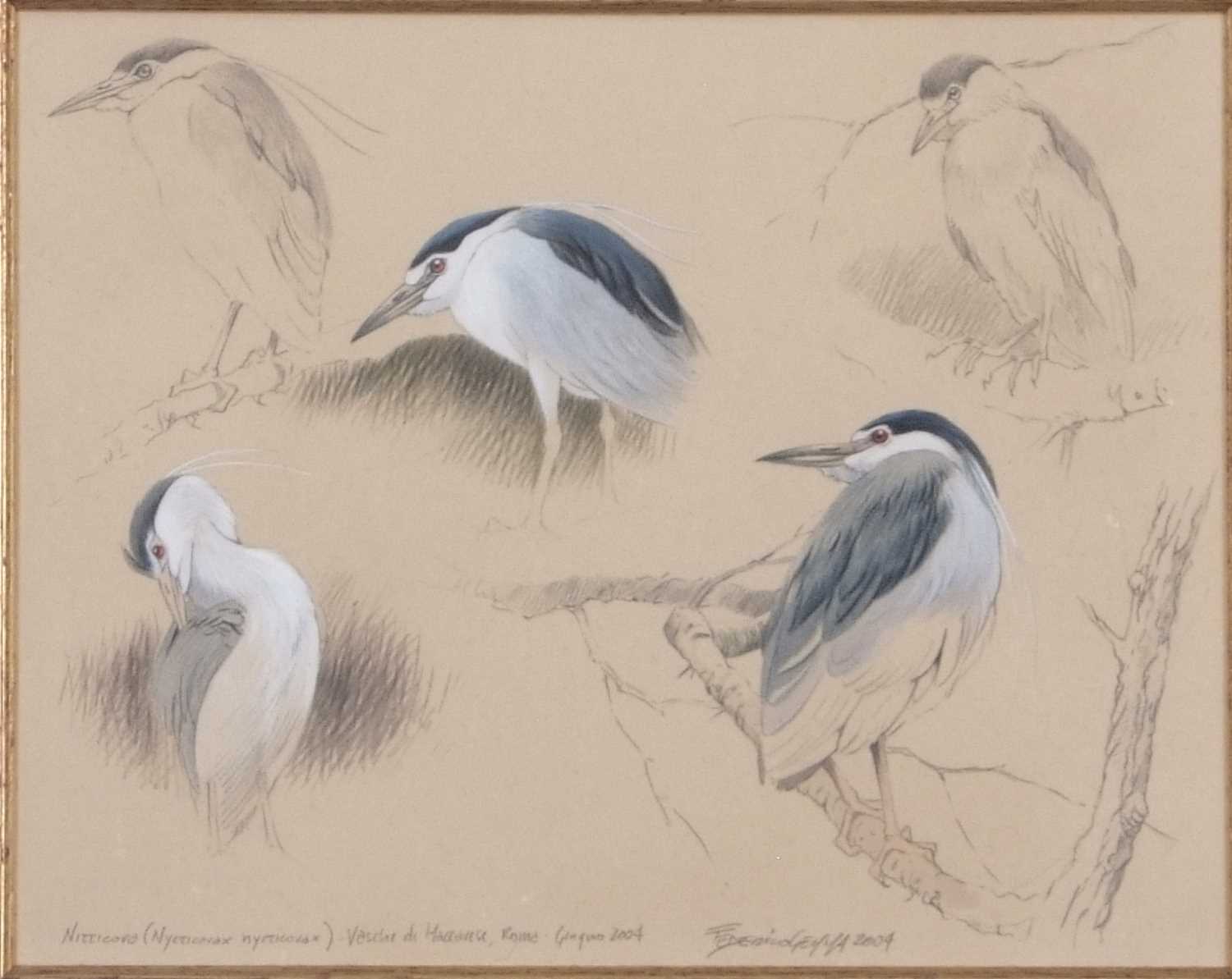 Federico Gemma SWLA (Italian, b.1970), 'Night Heron Studies' watercolour and pencil on paper, signed