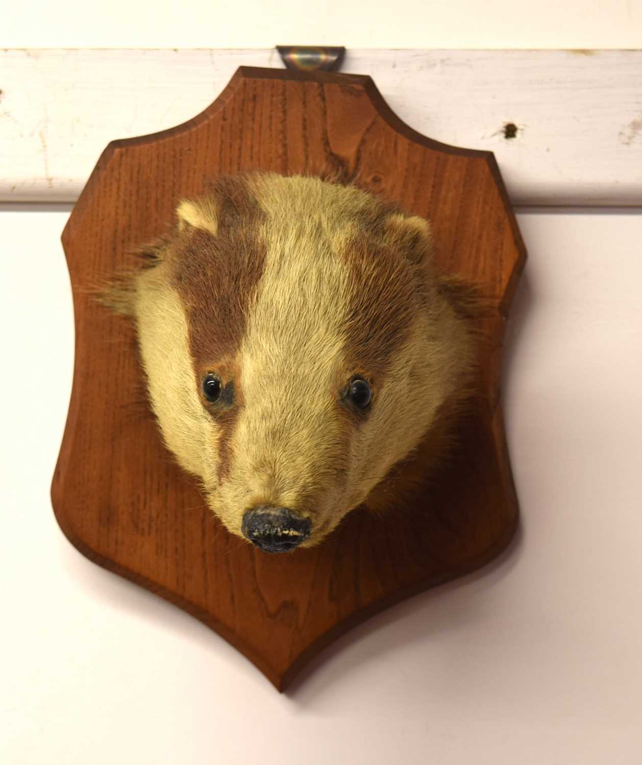 20th century Taxidermy Badger mask on wooden shield - Image 3 of 3