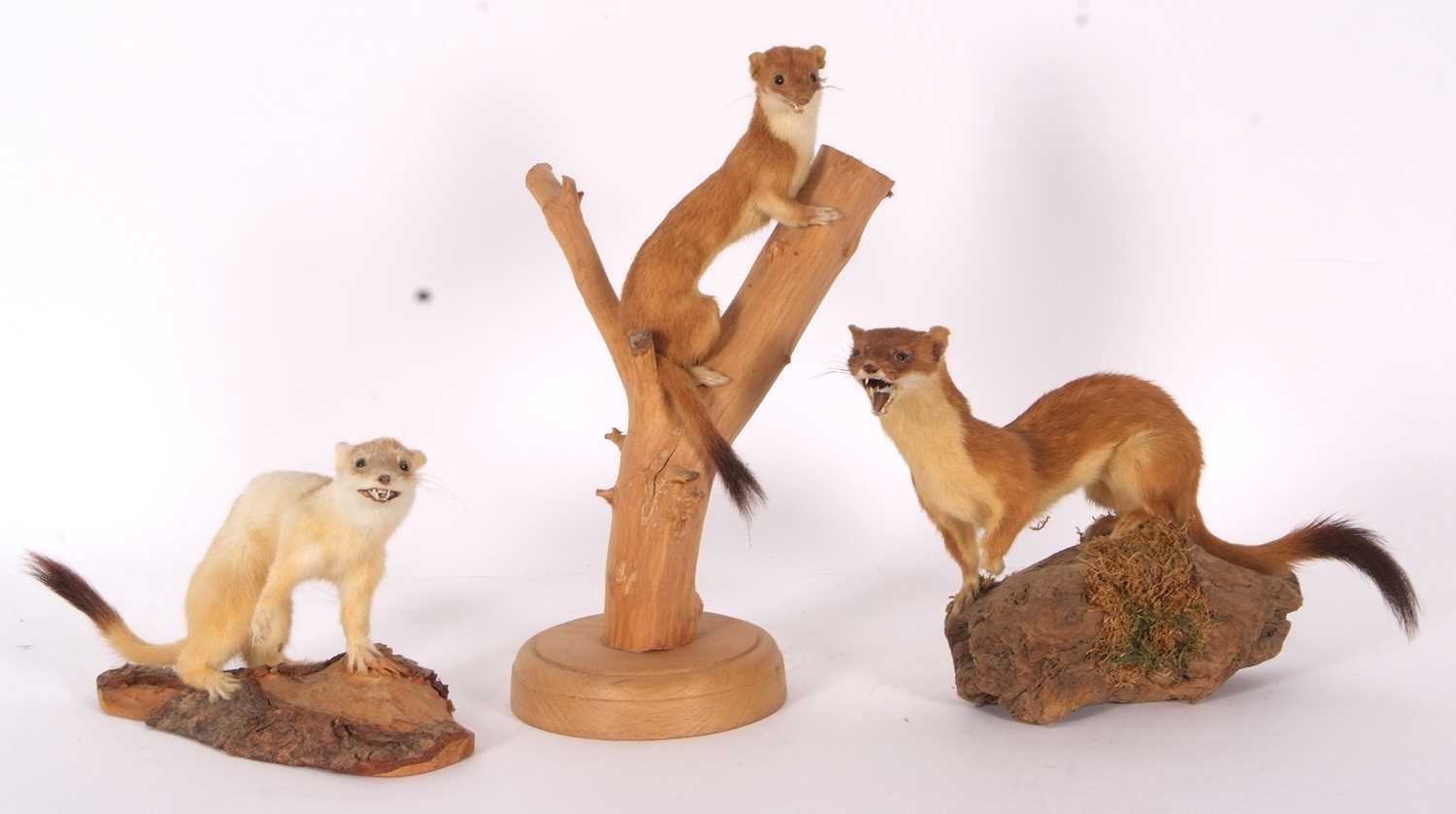 Quantity of three Modern Taxidermy Stoats (Mustela erminea) all sat on logs, examples by