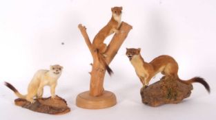 Quantity of three Modern Taxidermy Stoats (Mustela erminea) all sat on logs, examples by