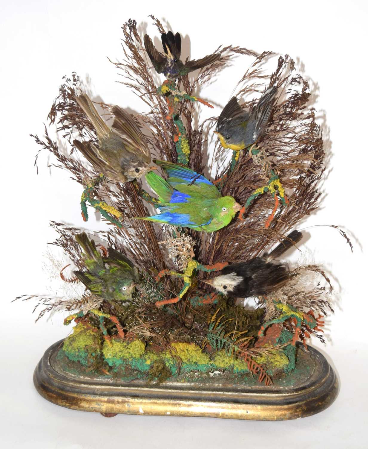 Victorian taxidermy diorama of 6 birds of paradise/ exotic birds set under glass dome in - Image 3 of 5