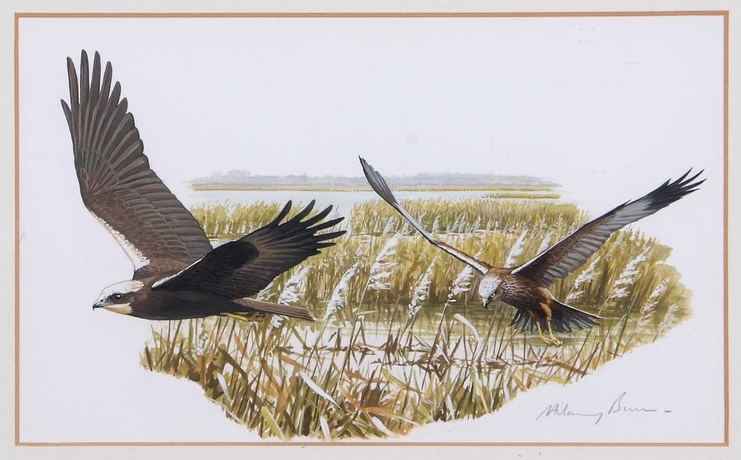 Hilary Burn (British, b.1946), Marsh Harriers, gouache, signed in pencil, 17.5x29cm, framed and - Image 2 of 2