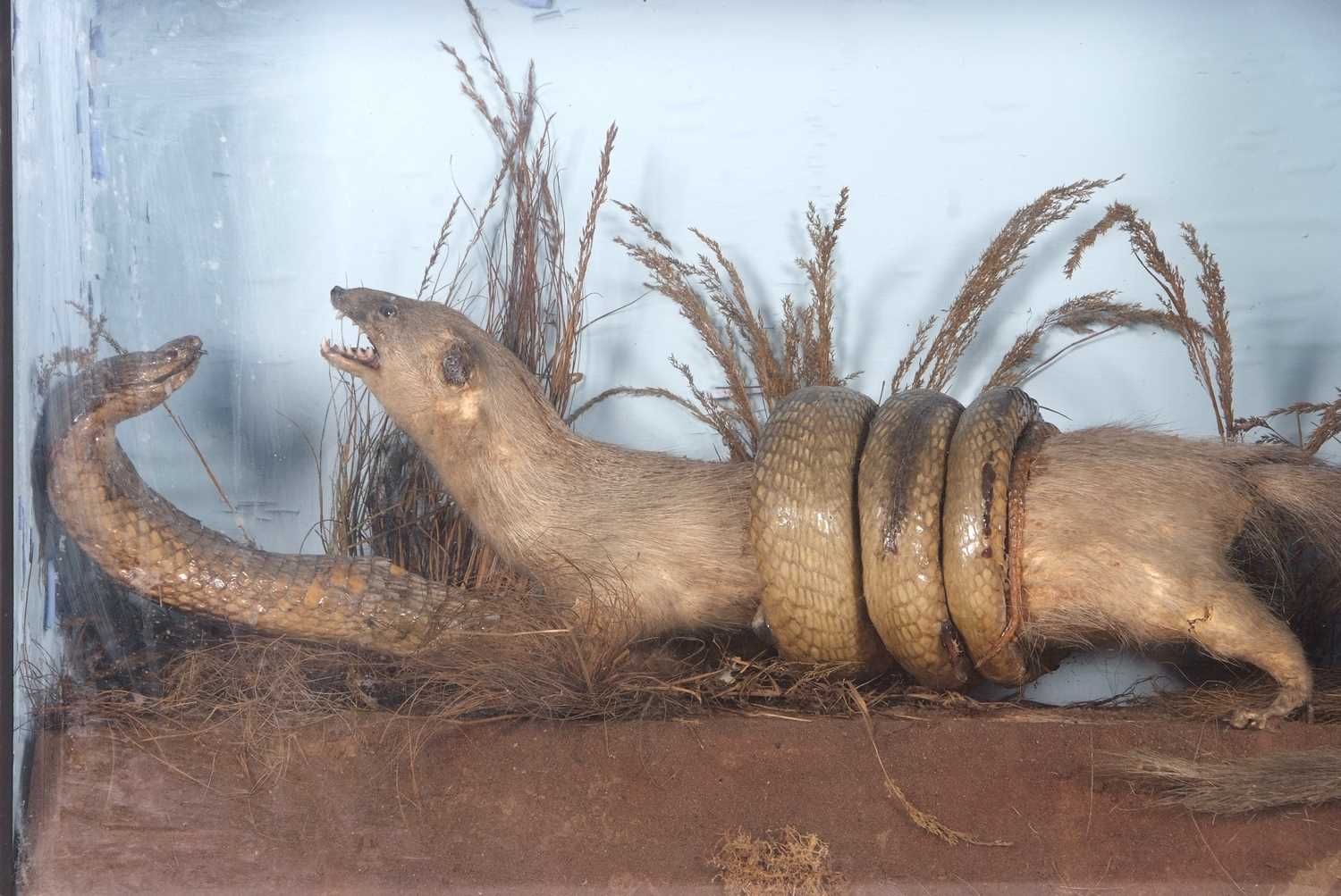 Late victorian / Early Edwardian Taxidermy cased Mongoose fighting a Cobra set in naturalistic - Image 2 of 2