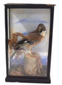 Taxidermy cased Eurasian Jay (Garrulus glandarius) set in naturalistic setting with grasses