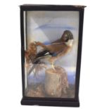 Taxidermy cased Eurasian Jay (Garrulus glandarius) set in naturalistic setting with grasses