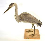 20th century uncased and unattributed Taxidermy Grey Heron (Ardea cinerea) on pine wooden base