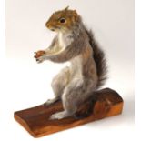 Taxidermy grey squirrel (Sciurus carolinensis) mounted on wooden log holding nut in hands.