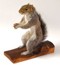 Taxidermy grey squirrel (Sciurus carolinensis) mounted on wooden log holding nut in hands.