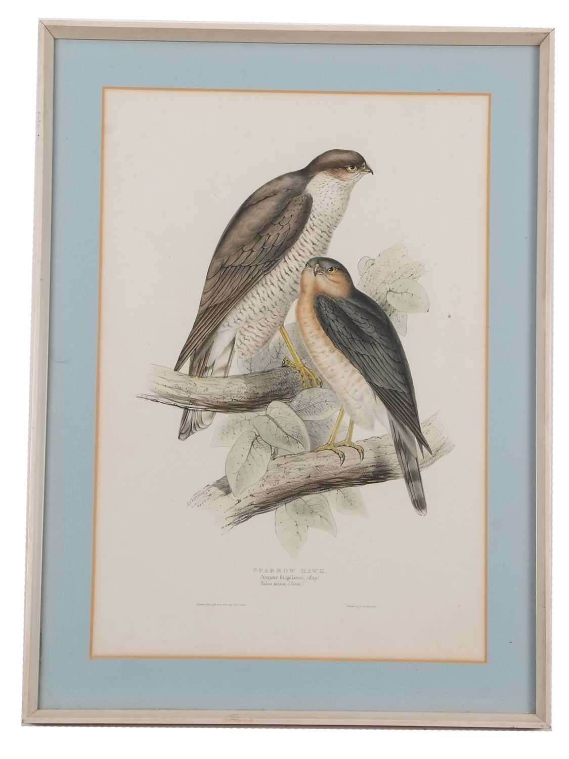 John and Elizabeth Gould (British,19th century), 'Sparrow Hawk. Accipiter fringillarius; (Ray). - Image 2 of 2