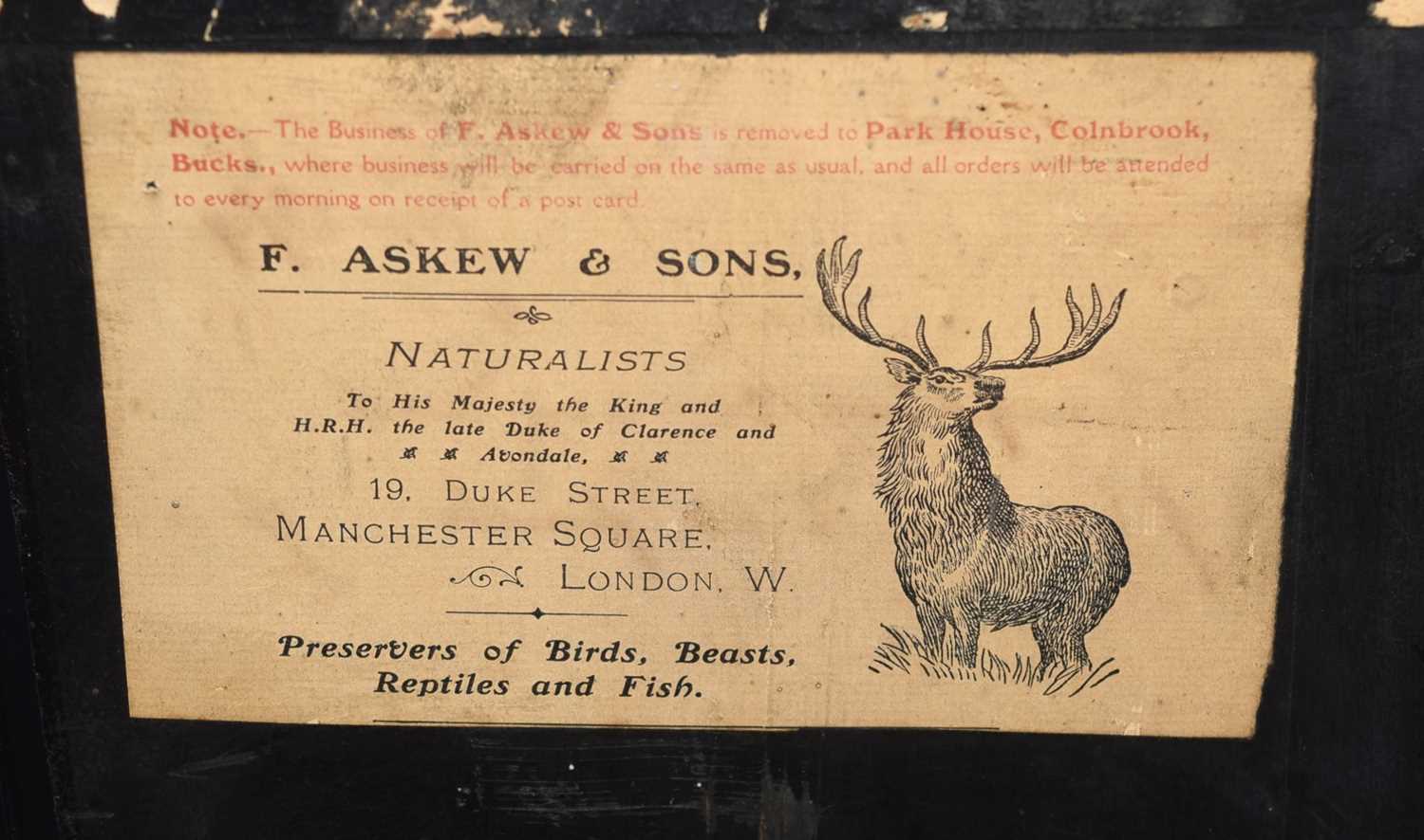 Early 20th century Taxidermy cased Pike by Taxidermist F. Askew & sons, with label to back of - Image 4 of 6