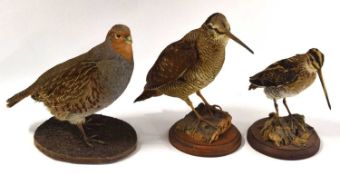 Three modern Taxidermy game birds to include English Gray partridge, Snipe and woodcock all set free