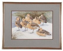 Noel William Cusa (British,1909-1990), Pochards, watercolour and pencil, signed, 33x48cm, framed and