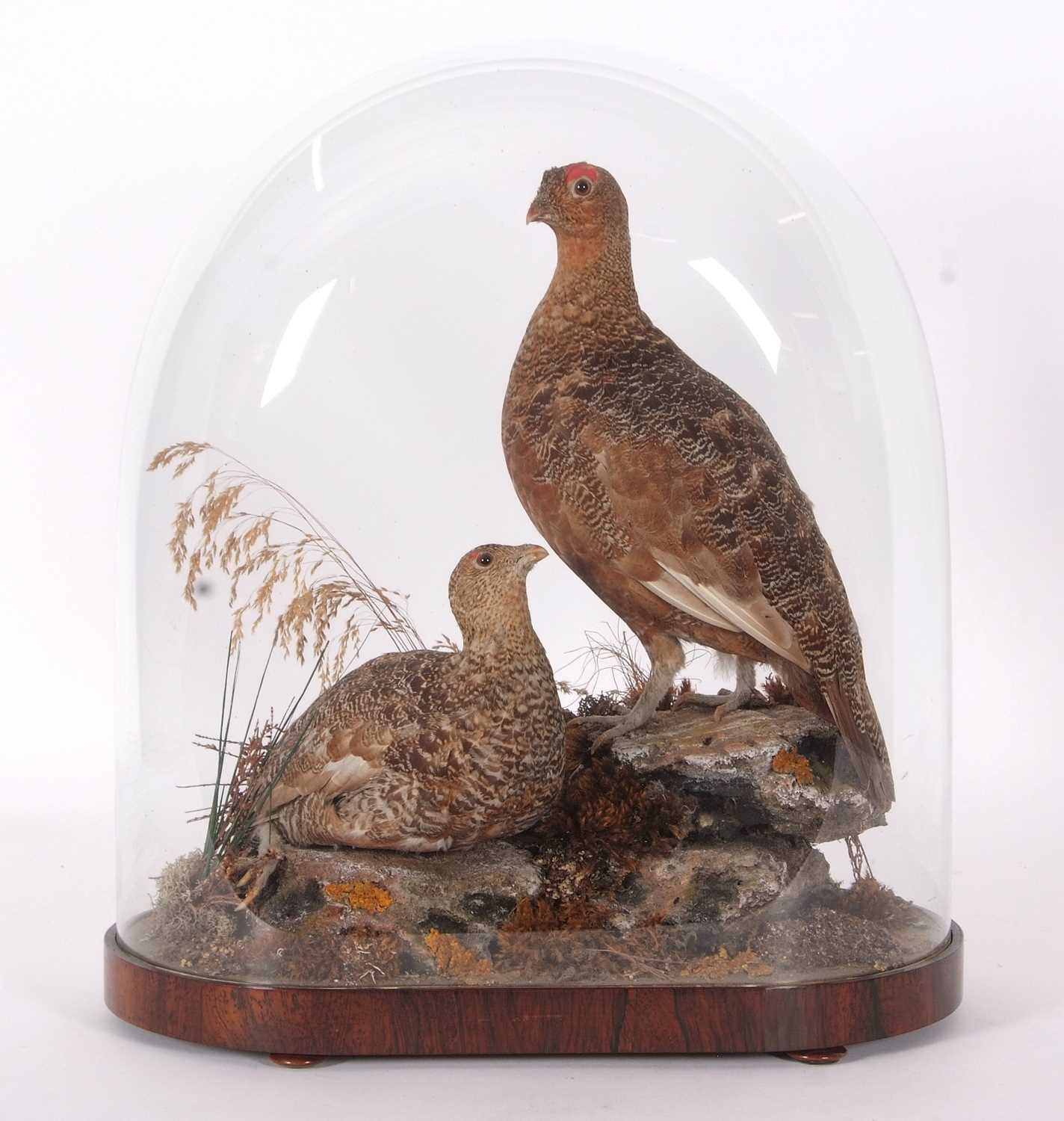 Very well done Victorian taxidermy Brace of Red Grouse (Lagopus lagopus) possibly done by Ashmead of