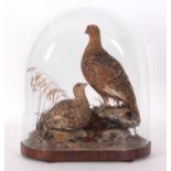 Very well done Victorian taxidermy Brace of Red Grouse (Lagopus lagopus) possibly done by Ashmead of