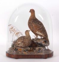 Very well done Victorian taxidermy Brace of Red Grouse (Lagopus lagopus) possibly done by Ashmead of